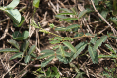 Neptunia triquetra